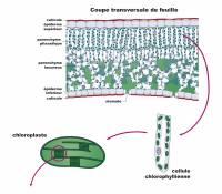Structure histologique d'une feuille en CT